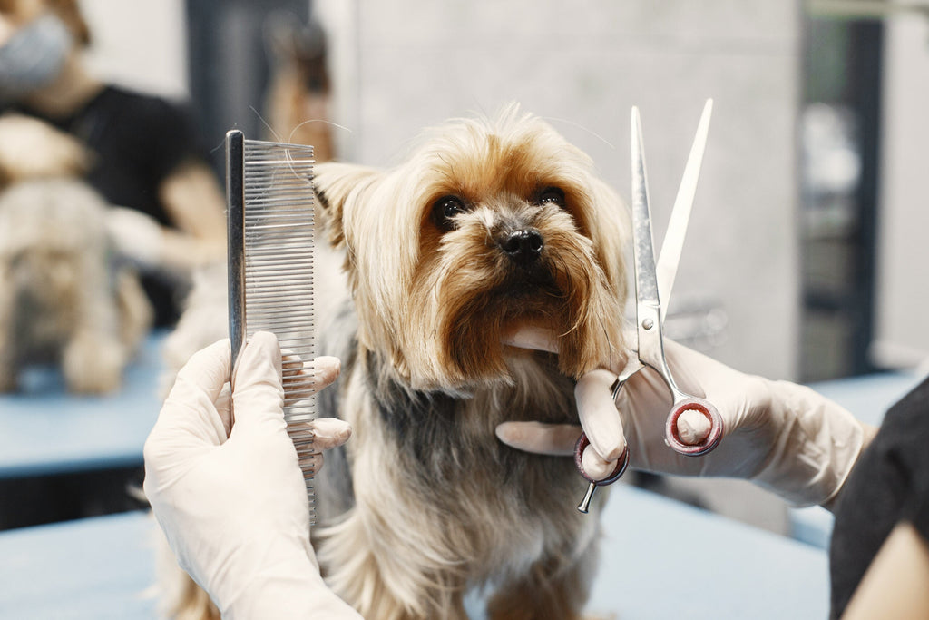 Appointment