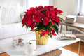 Poinsettia Flowers