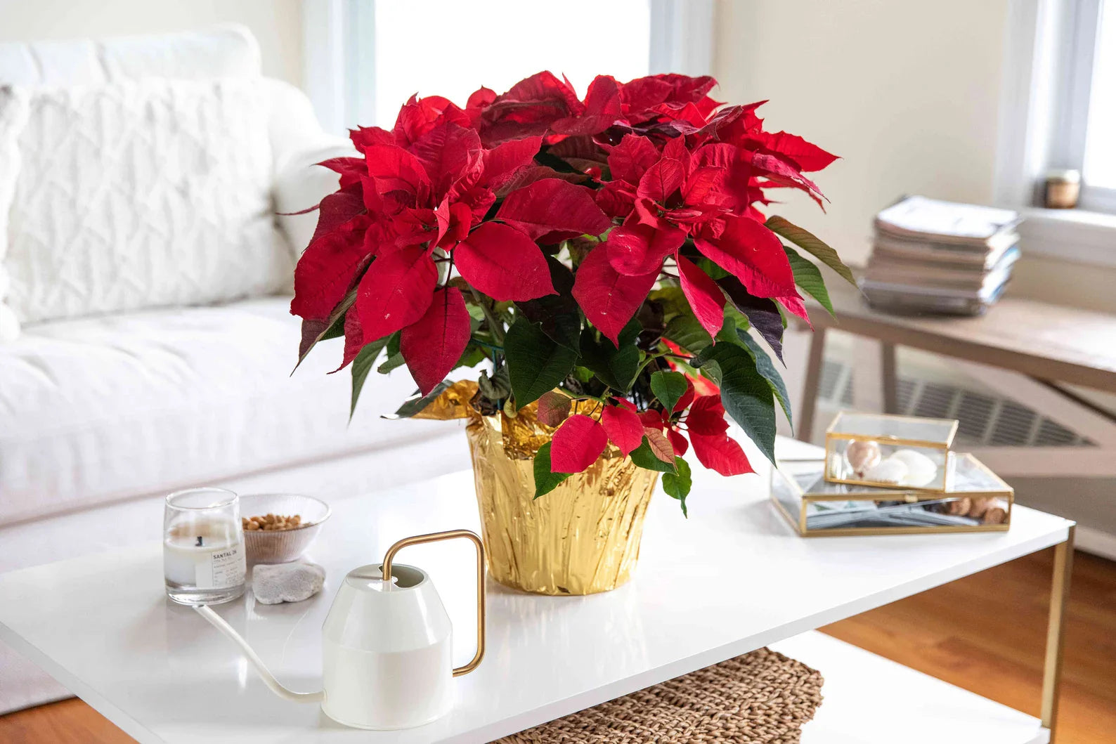 Poinsettia Flowers