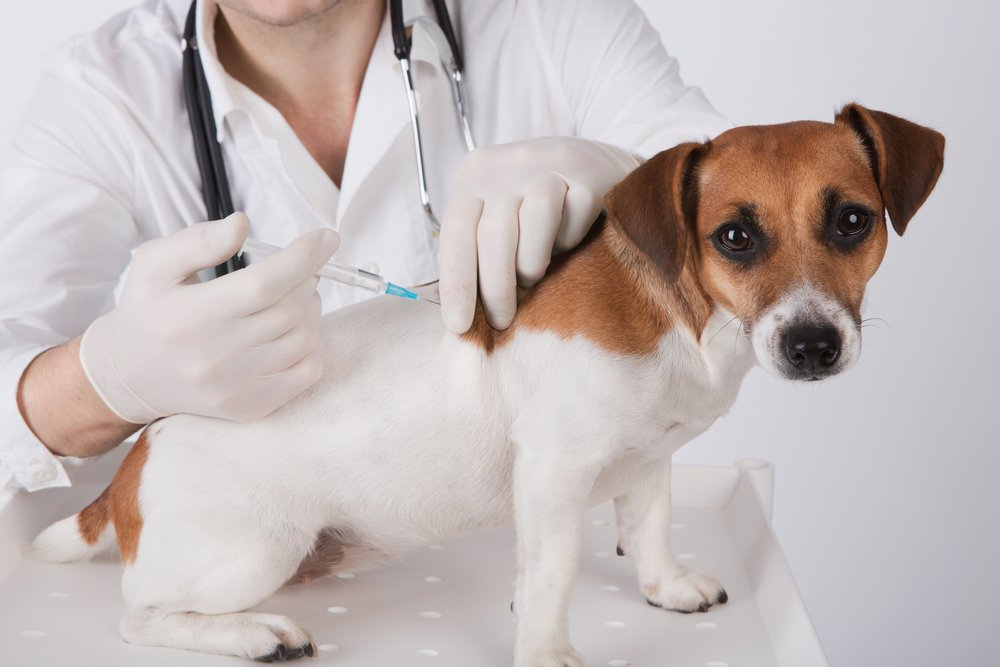 Book Your Pet's Vaccine Appointment