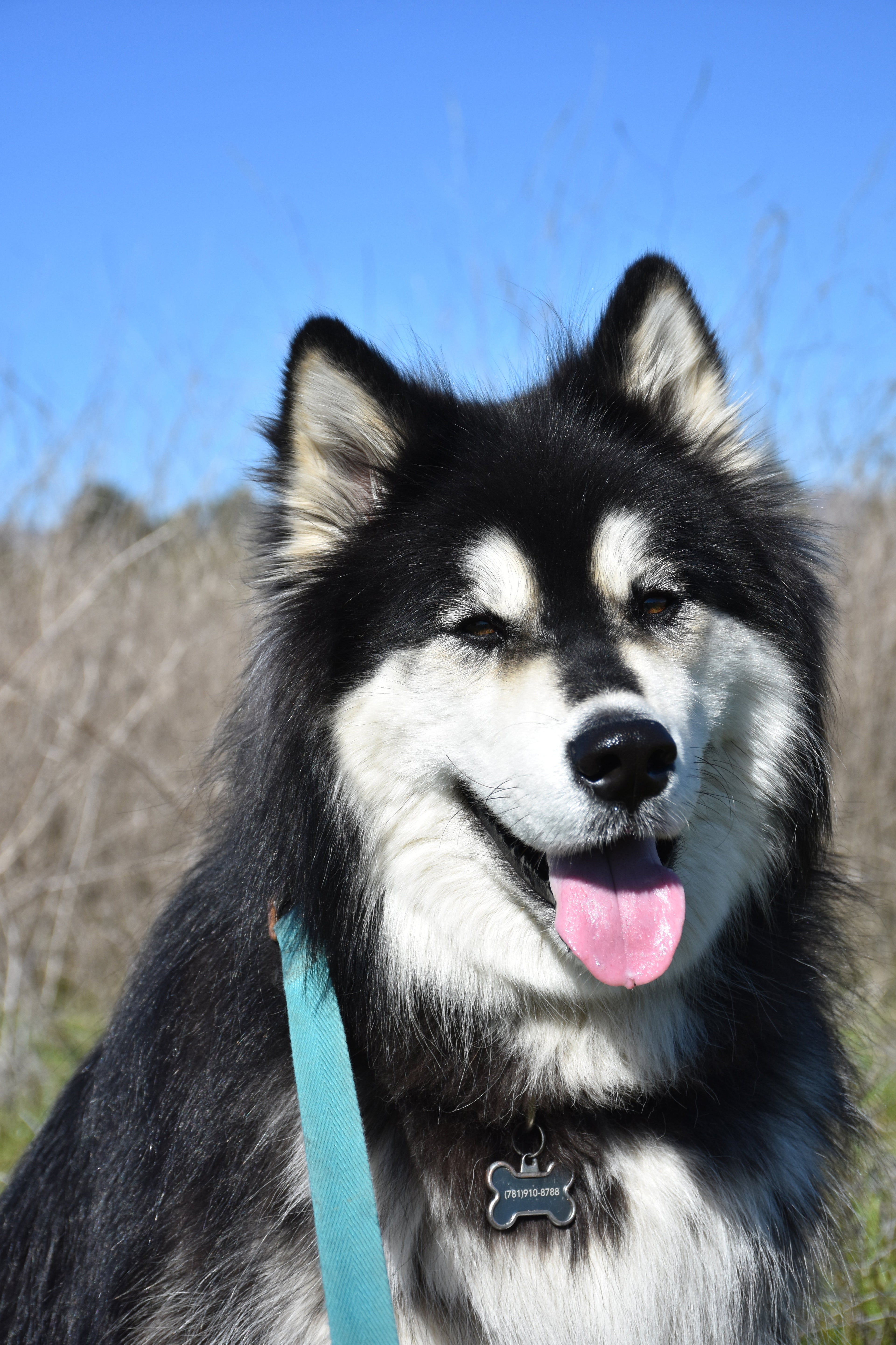 Pet ID tags